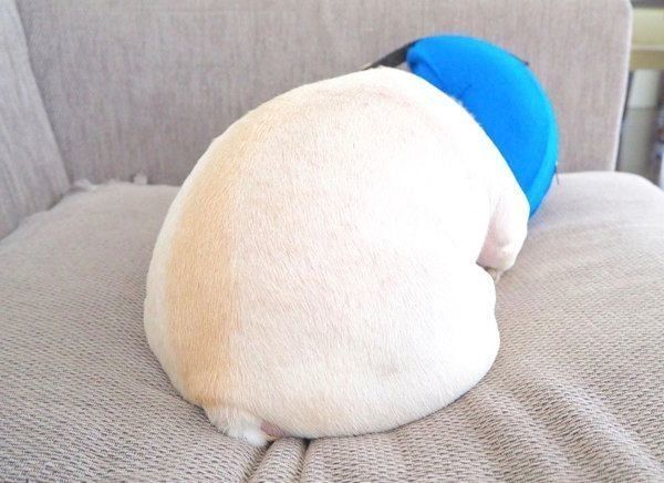 丸くなって眠るれおんくん