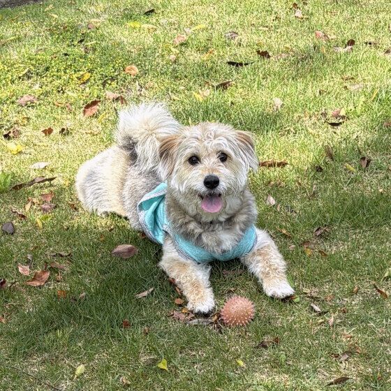 ボールで遊ぶ犬 いぬのきもち