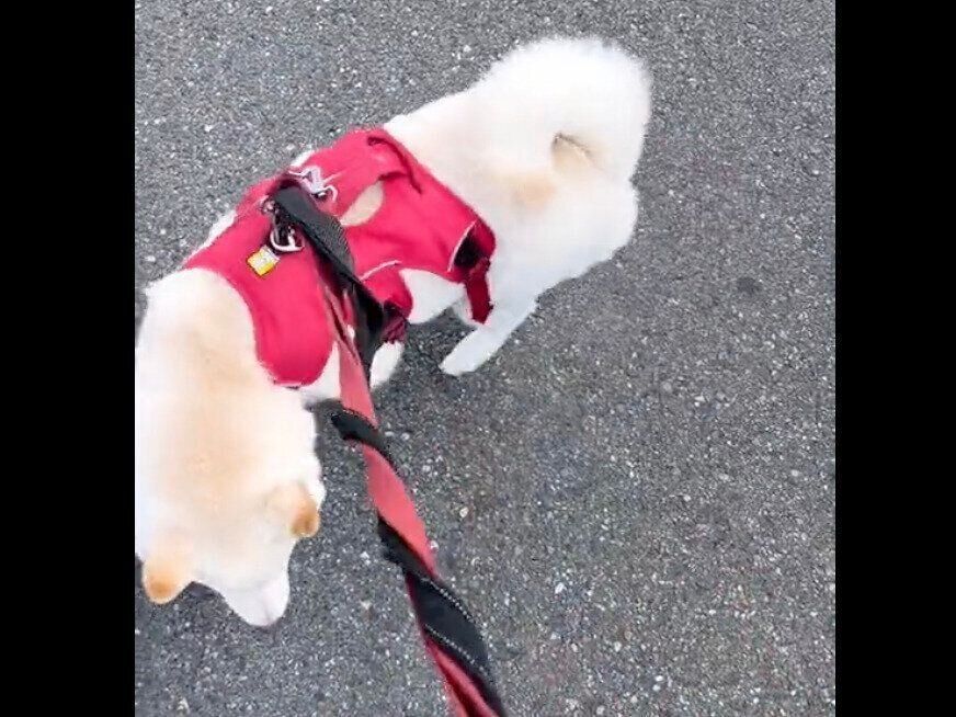 ウンチのたびに飼い主さんを「ぐるぐるの刑」にするもち吉くん