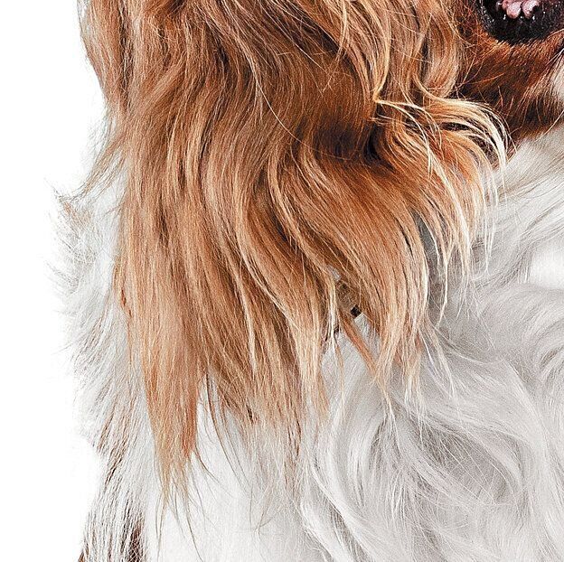 フォールドイヤー