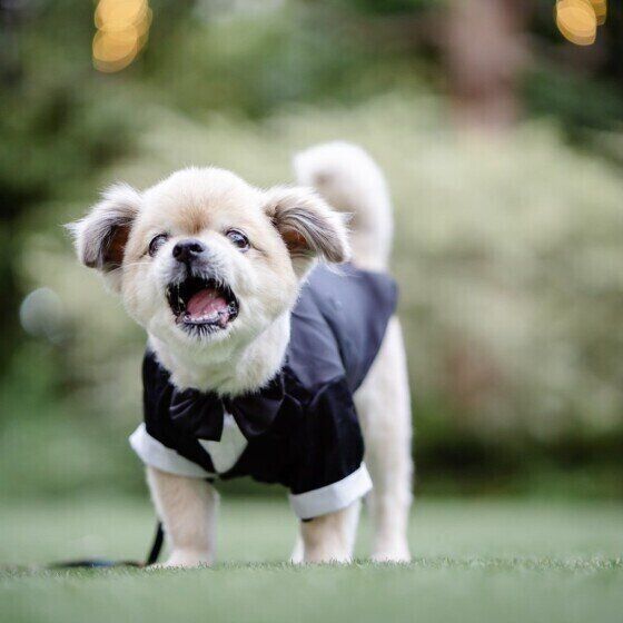 チベタン・スパニエルのポンくん♪