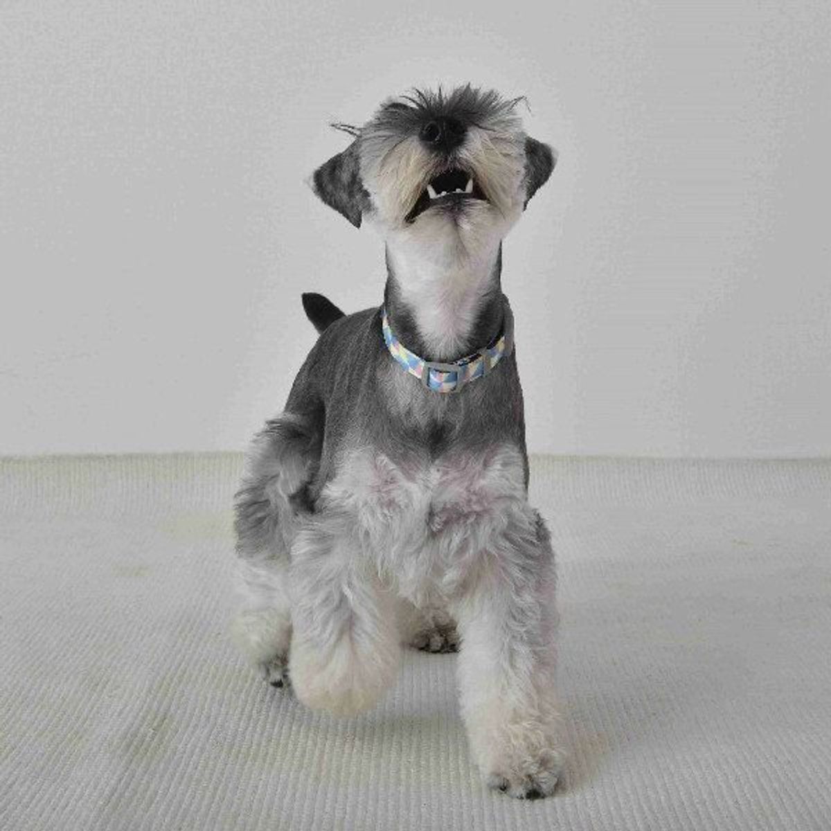 遊んで チョーダイ おねだりで吠える犬 直すには が一番 いぬのきもちweb Magazine 遊んで チョーダイ おねだりで吠える犬 直すには が一番 いぬのきもちweb Magazine