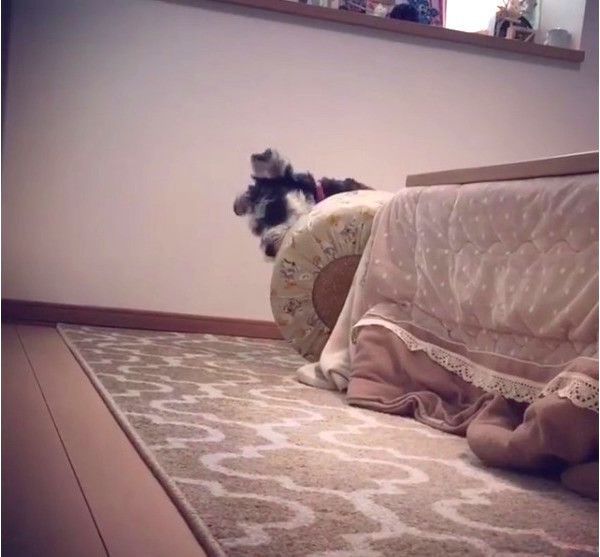 ミニチュア・シュナウザー