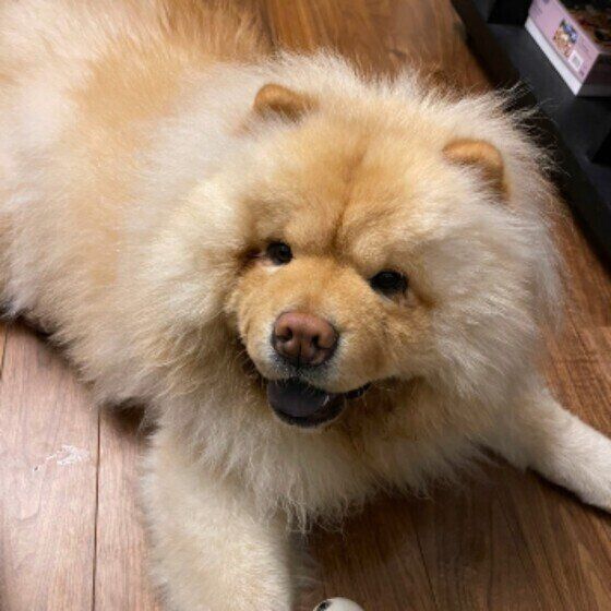 チャウ・チャウのむぅ太くん