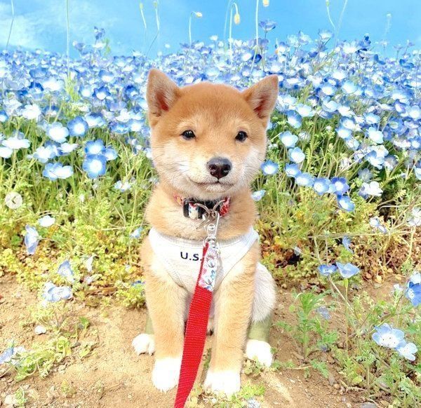 豆柴のうにくん