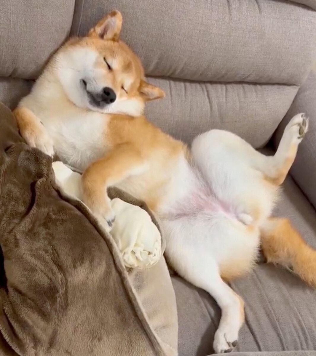 満足そうに眠るこつぶちゃん