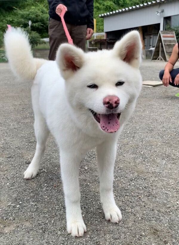 散歩をする雪ちゃん