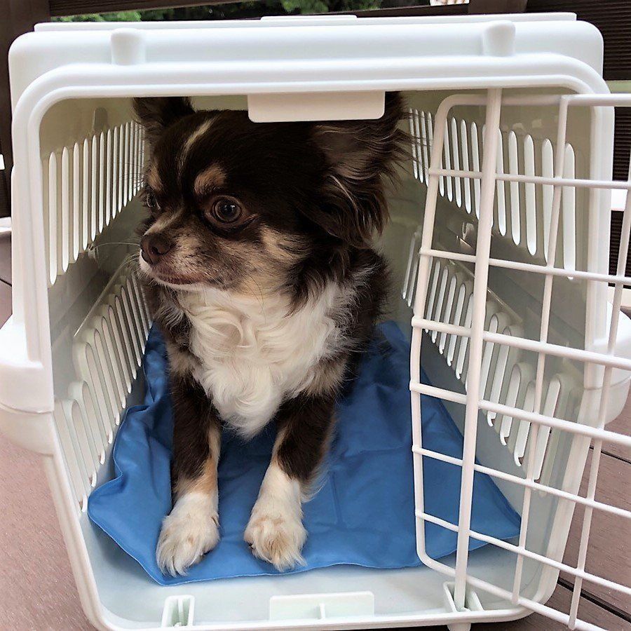 クレートに入る犬