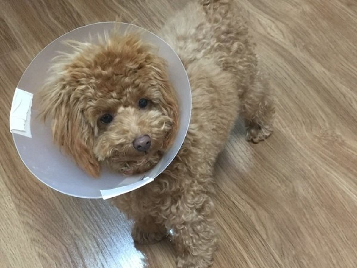 メス犬の生理はいつ始まる 事前に知っておくべき発情周期や注意点とは いぬのきもちweb Magazine メス犬の生理はいつ始まる 事前に知っておくべき発情周期や注意点とは いぬのきもちweb Magazine