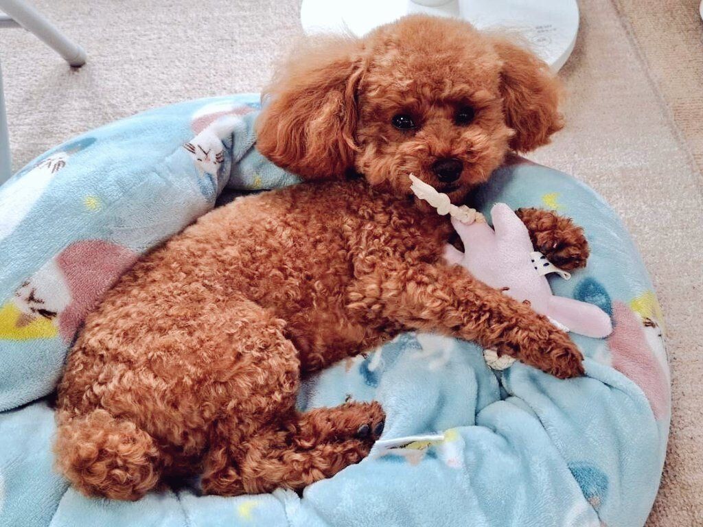 ふわふわのベッドの上でおもちゃと遊ぶトイプードル