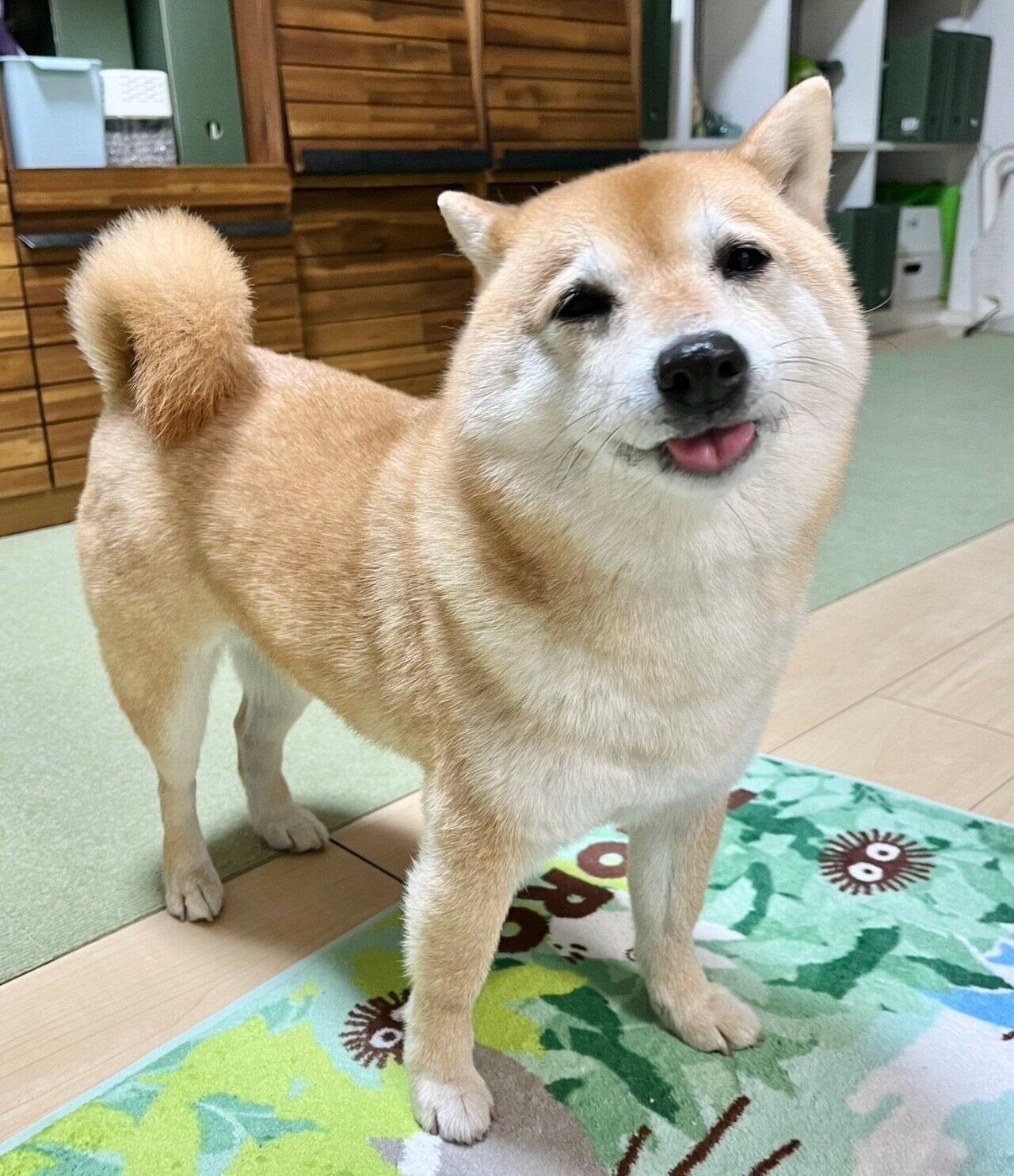 見つめるこじろうくん