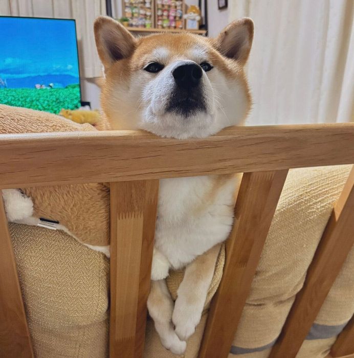 おやつが欲しくて見つめる豆次郎くん