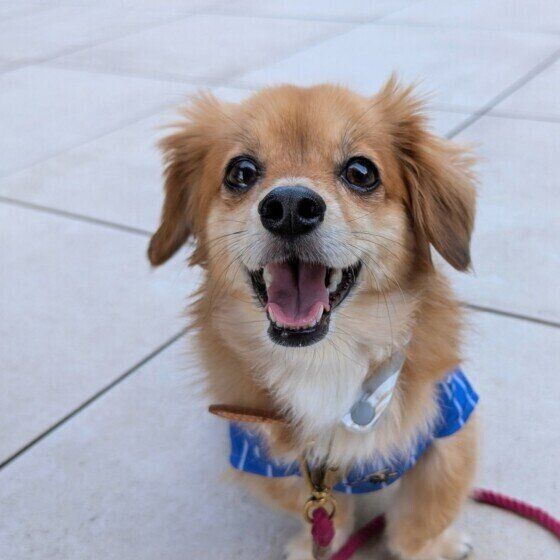 犬が心を許した人だけに見せるしぐさとは？ 犬が表現しているしぐさと心理 いぬのきもち