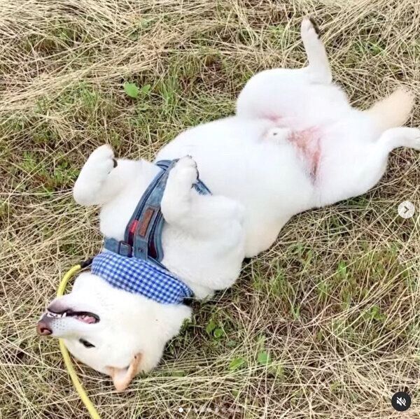 芝生の上でヘソ天するごん太くん