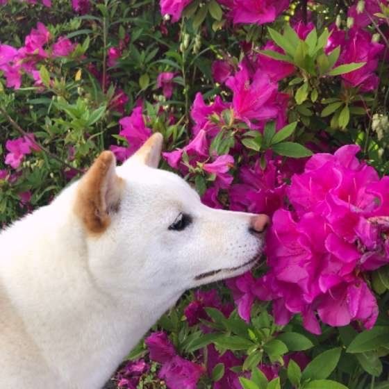 お花にうっとりするフクちゃん
