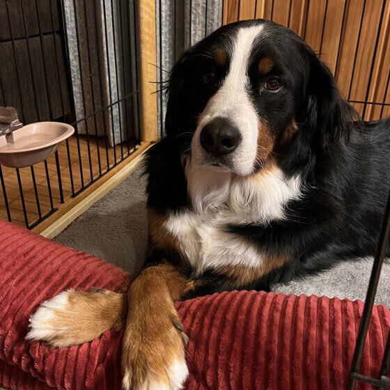 バーニーズ・マウンテン・ドッグのさくらちゃん