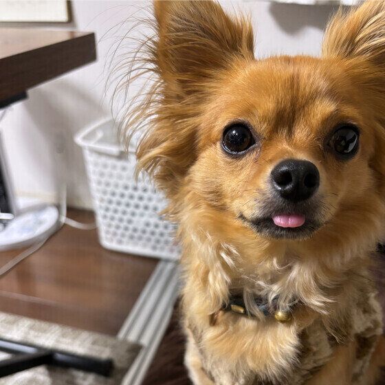 チワワのリオくん