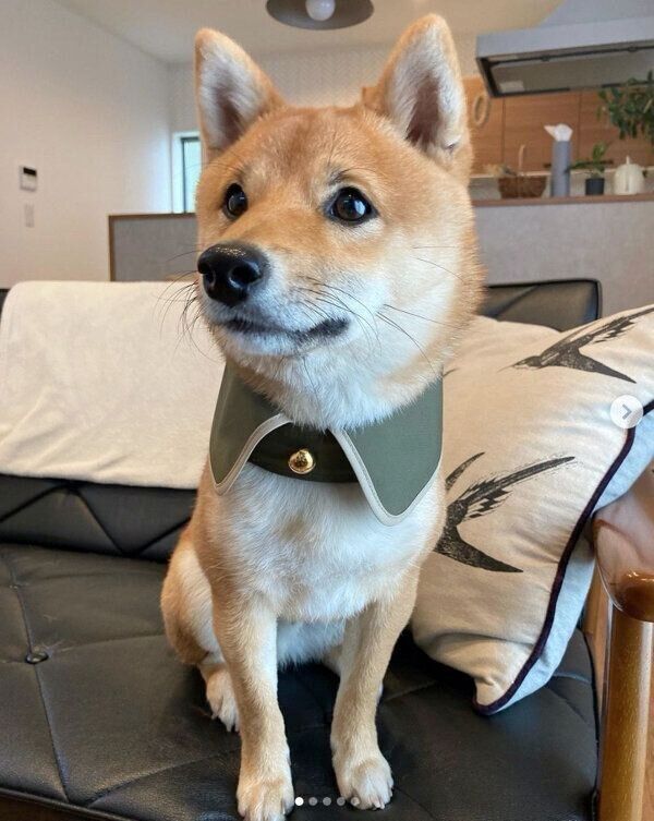 お座りするまるくん