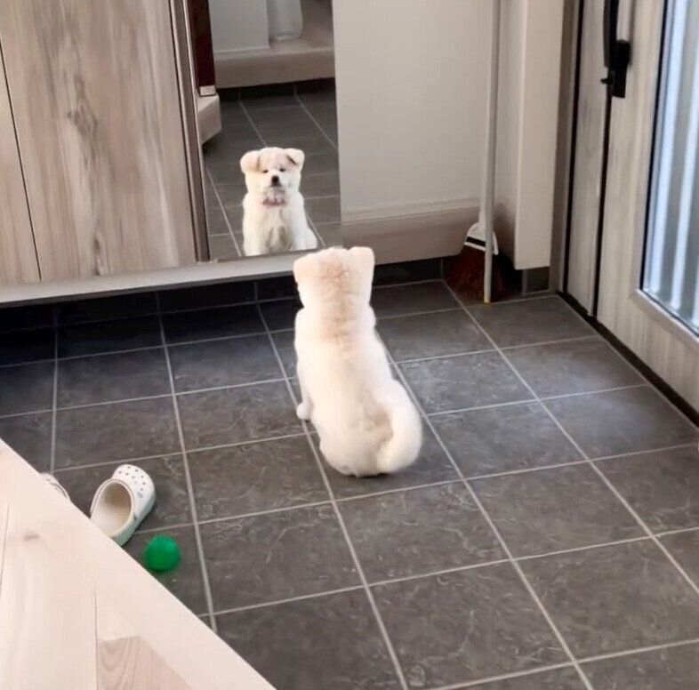 鏡を見つめるきなこちゃん