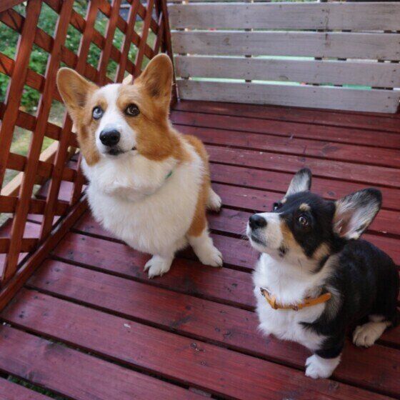 お座りをして待っている2頭のウェルシュ・コーギー・ペンブローク