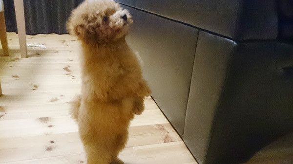 立ち上がるトイ・プードル