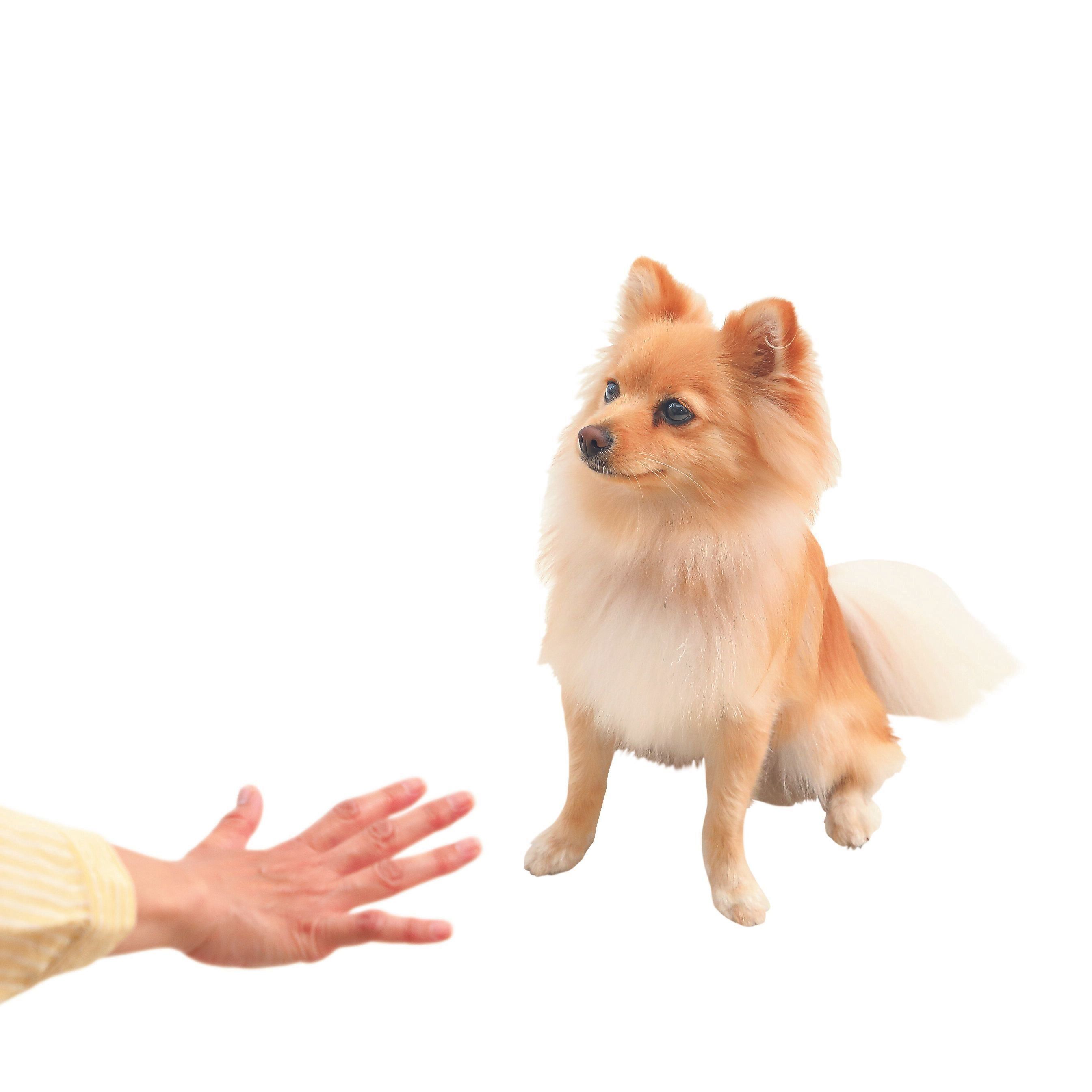 飼い主さんに異変を知らせたくて吠える犬には任務終了を告げる「オシマイ」が効果的