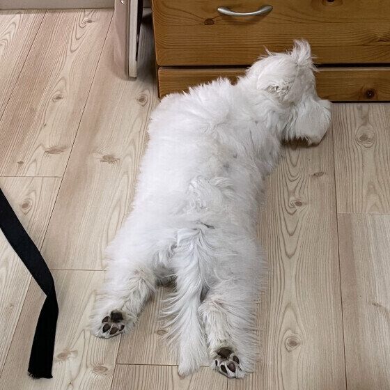 クンクンする凪くん