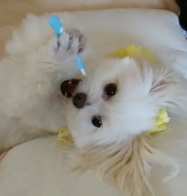 歯磨きをしながら眠気と闘うチワマル