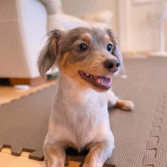 雑種小型犬のルイちゃん