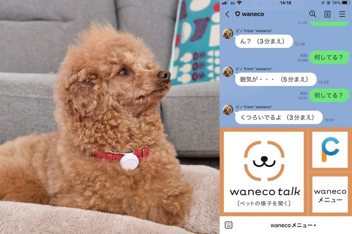 waneco talkとトイ・プードル