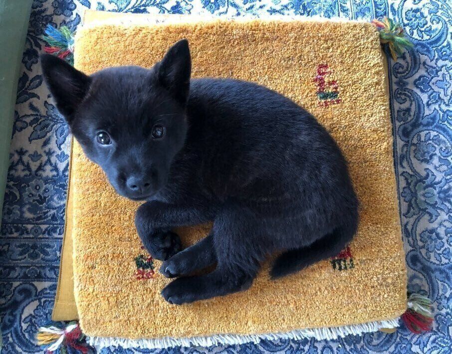 生後2カ月の甲斐犬