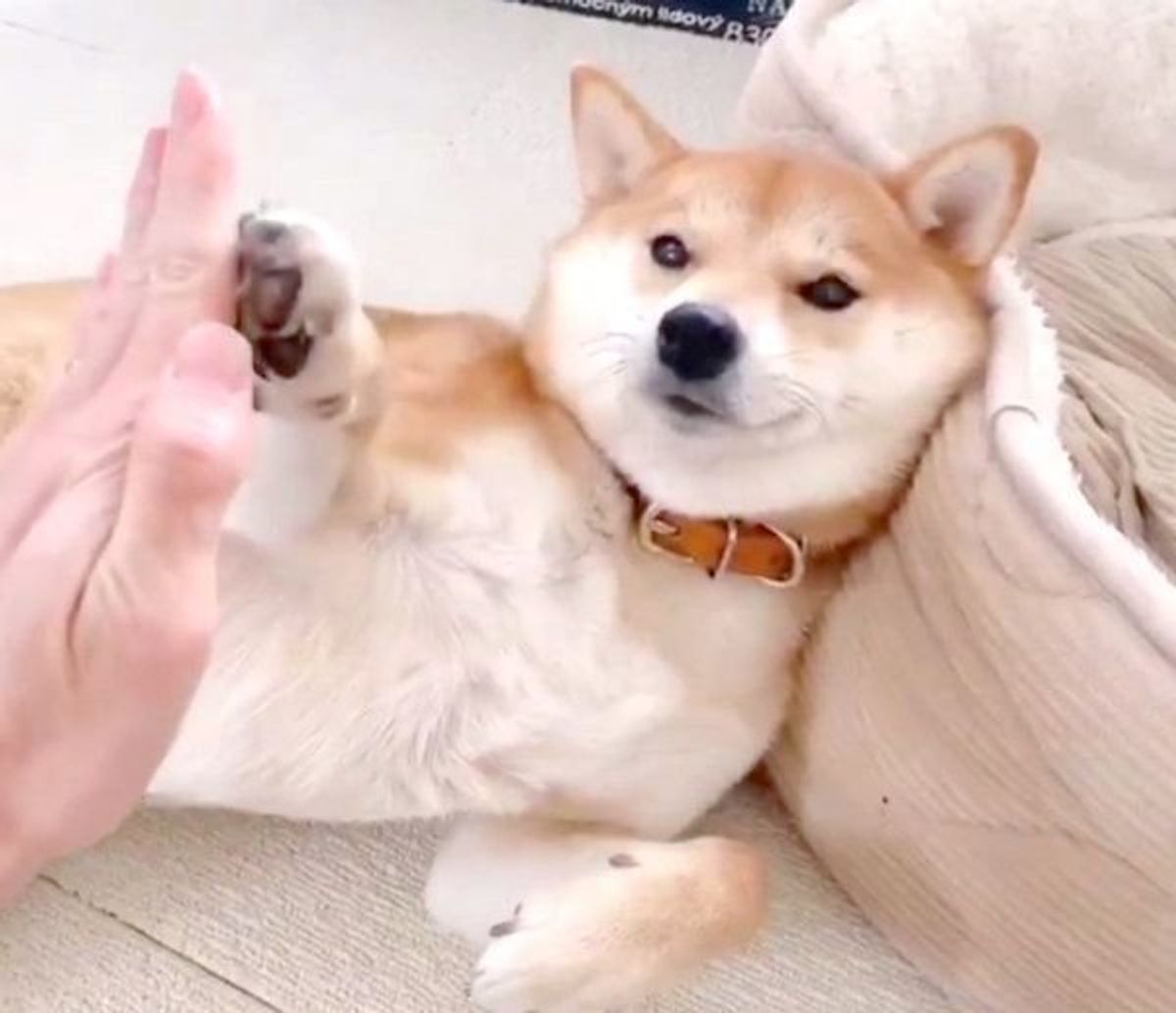 寝ている妹を起こさないように 柴犬兄さんの愛情深い行動にほっこり いぬのきもちweb Magazine 寝ている妹を起こさないように 柴犬兄さんの愛情深い行動にほっこり いぬのきもちweb Magazine