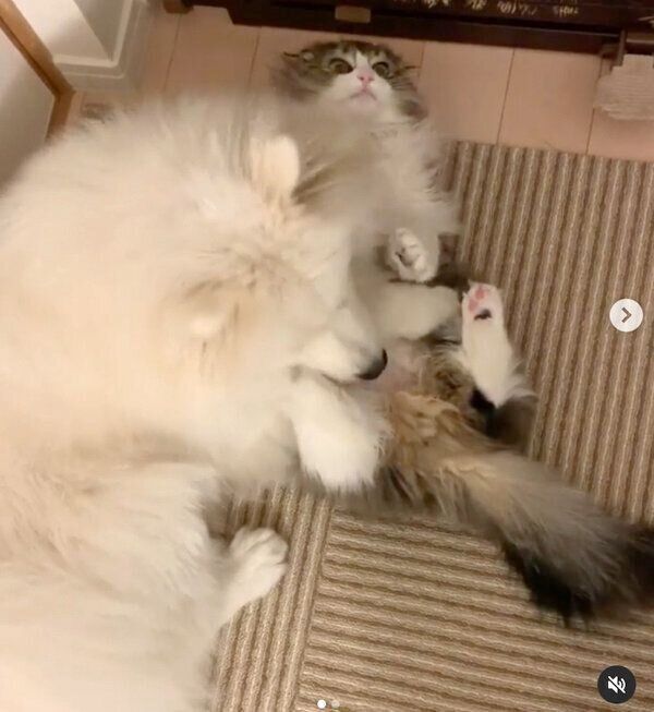 じゃれ合う小晴ちゃんと朝陽くん