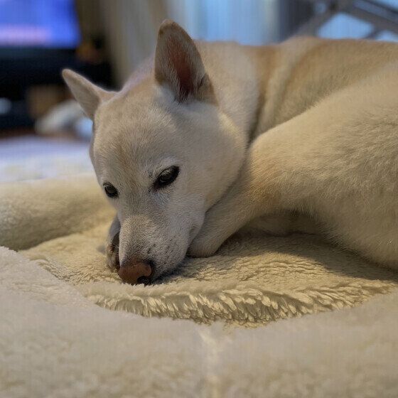 朝の散歩を済ませたまめくん