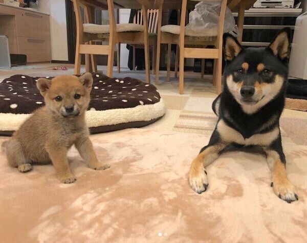 家族になったばかりの頃の小次狼くんと五十鈴ちゃん