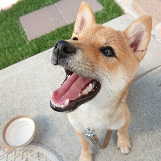 大きな口を開けて斜め右上を見上げる茶色い柴犬