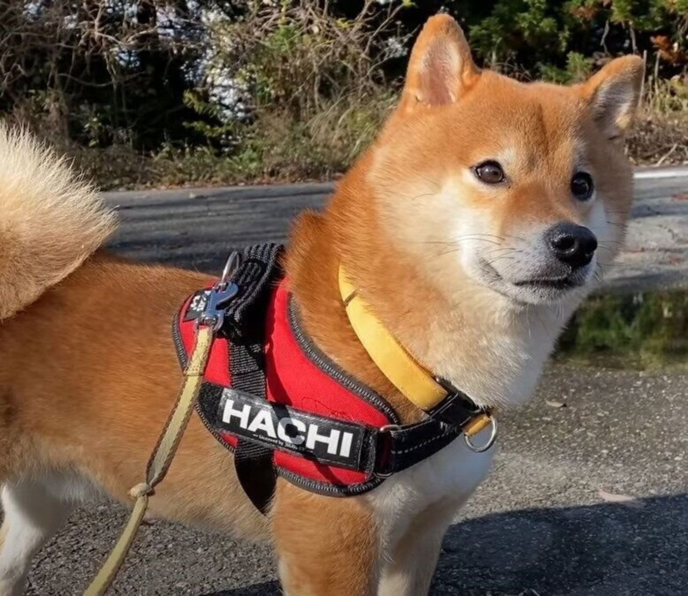 自然の中で気持ちいいお散歩 遊び足りない柴犬のこの表情 いぬのきもちweb Magazine 自然の中で気持ちいいお散歩 遊び足りない柴犬のこの表情 いぬのきもちweb Magazine