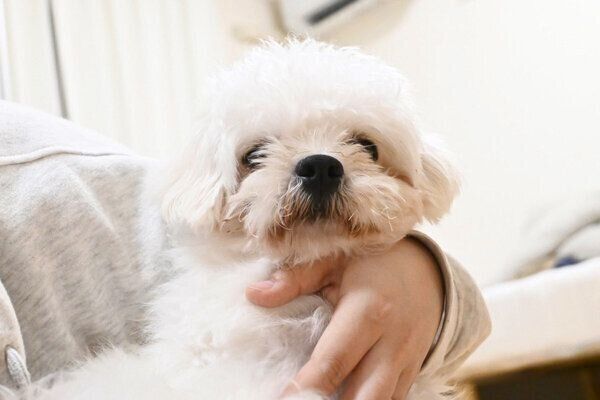 お迎え当時のわむうくん