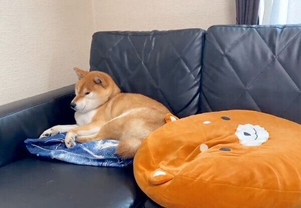 ソファでくつろぐゆきちゃん