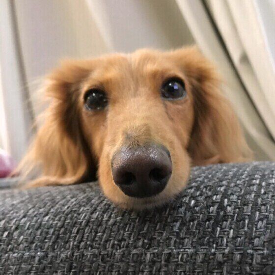 カニーンヘン・ダックスフンドのまろんちゃん