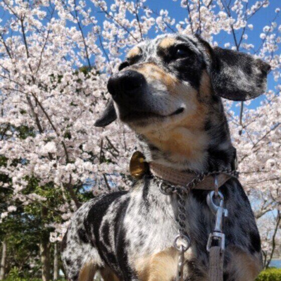 桜と写真を撮るミニチュア・ダックスフンドのハチ子ちゃん