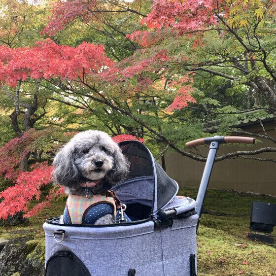 トイ・プードルのノアちゃん