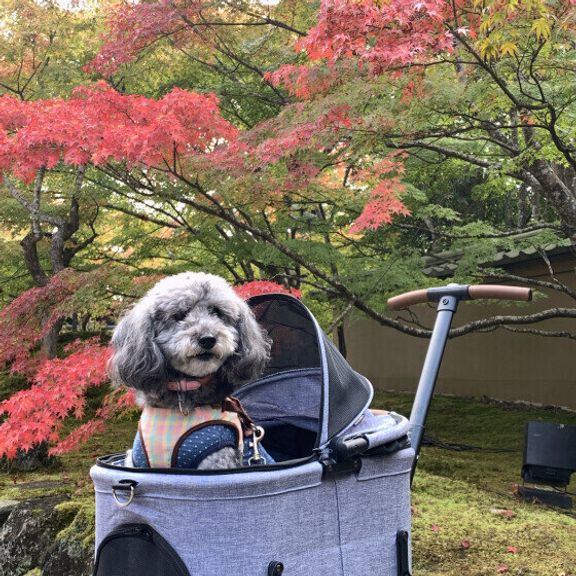 トイ・プードルのノアちゃん