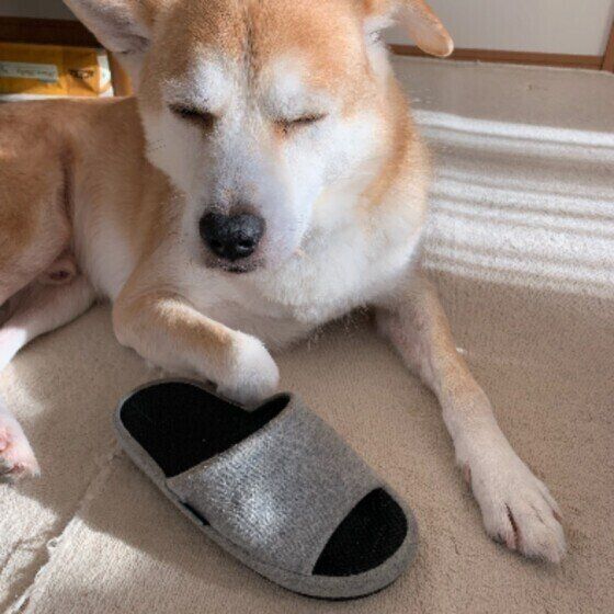 イタズラ中に寝る中型Mix犬