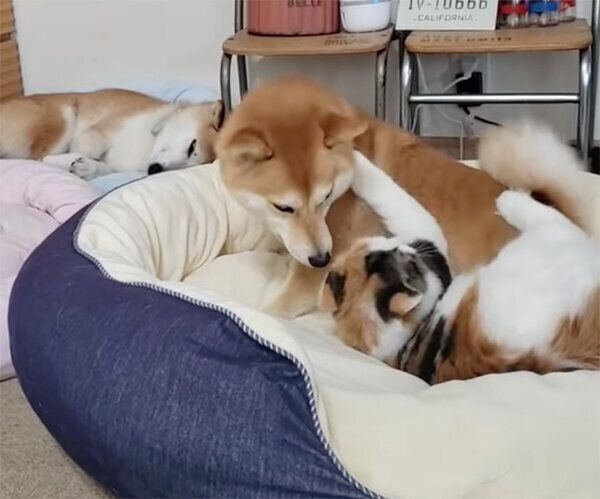 じゃれ合う犬のサラちゃんと猫のルナちゃん