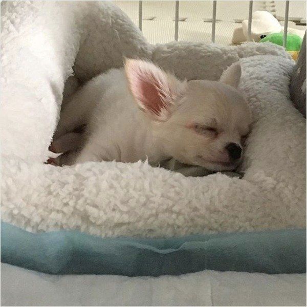 力つきるワンコ