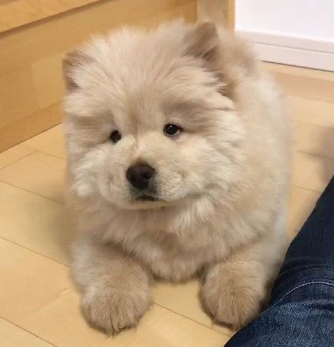 くり　うたたね　もじゃ犬　ぬぐるみ　白茶 くり うたたね もじゃ犬 ぬぐるみ 白茶 くり うたたね もじゃ犬