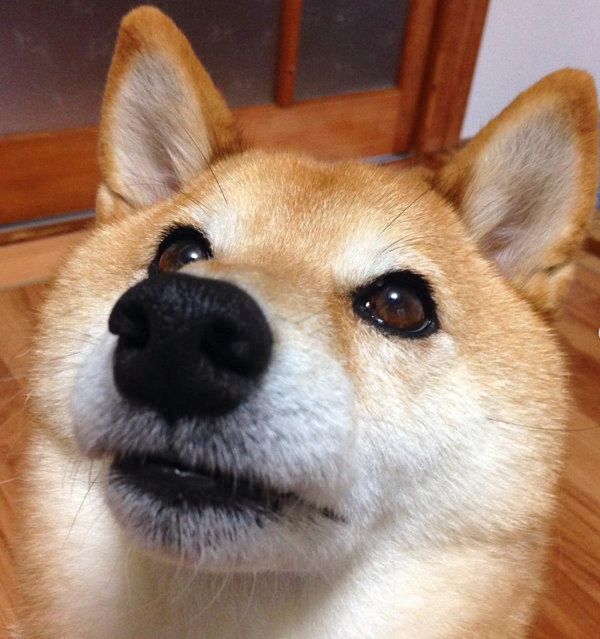 柴犬のキバちゃん