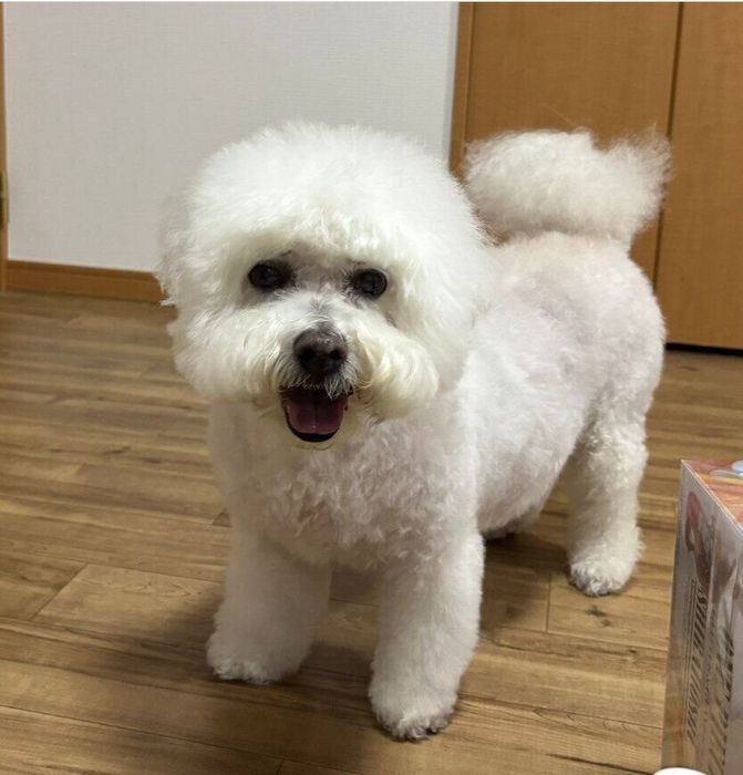 笑顔があふれる犬