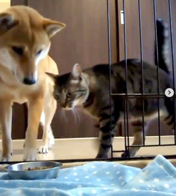 猫にごはんを狙われる柴犬